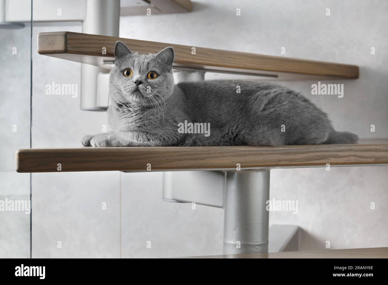 British bleu Shorthair Cat se trouve sur les marches en bois des escaliers dans la maison et regarde vers l'avant avec de grands yeux orange. Banque D'Images