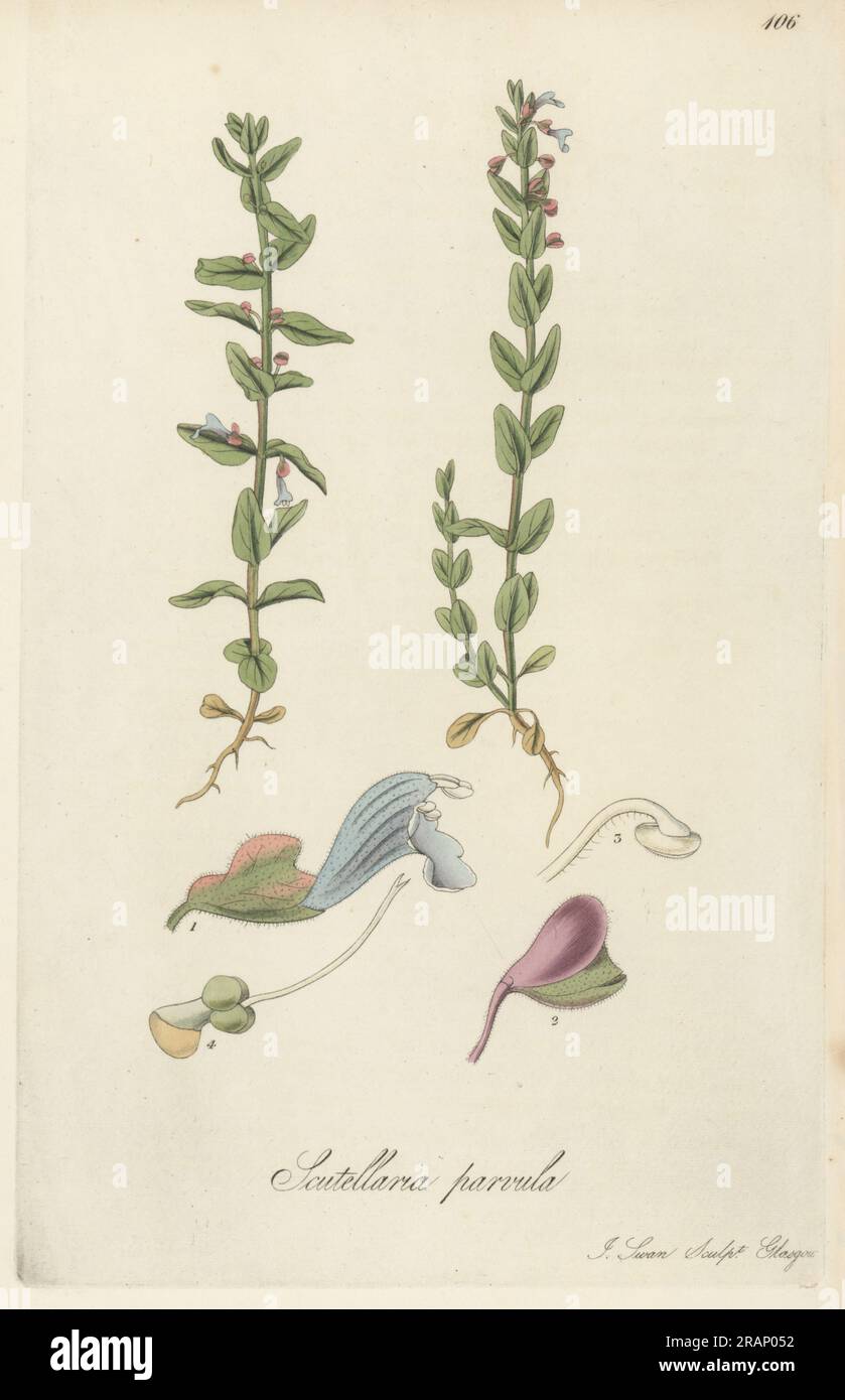 Petite calotte crânienne américaine, Scutellaria parvula. Découverte par André Michaux en Illinois, et graines apportées par le botaniste écossais John Goldie du Canada pour fleurir à Monkswood Grove, Ayr. Gravure sur cuivre coloriée à la main par Joseph Swan d'après une illustration botanique de William Jackson Hooker tirée de son Exotic Flora, William Blackwood, Édimbourg, 1823-27. Banque D'Images