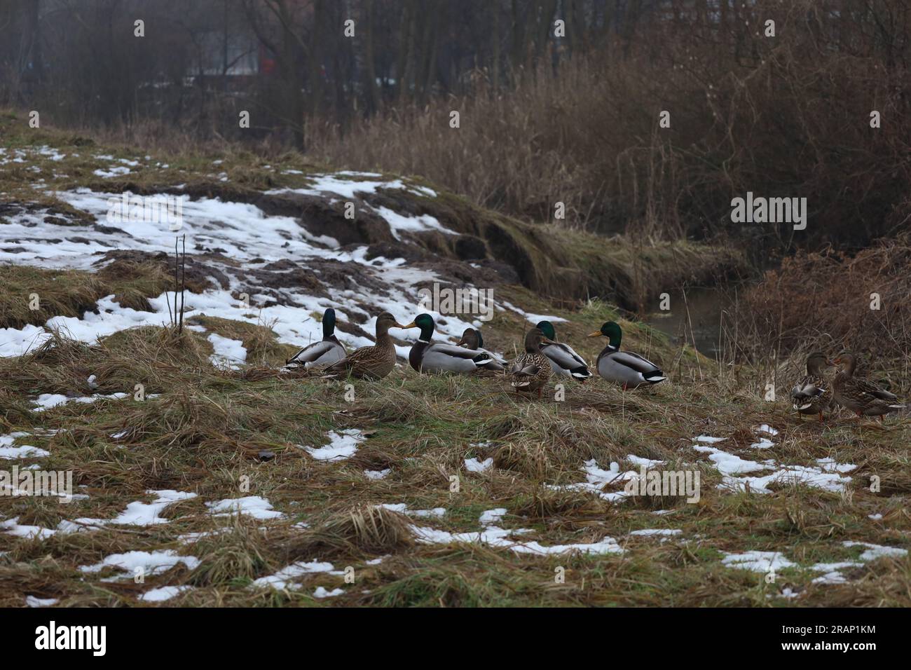 Canards sur le rivage, ambiance hivernale Banque D'Images