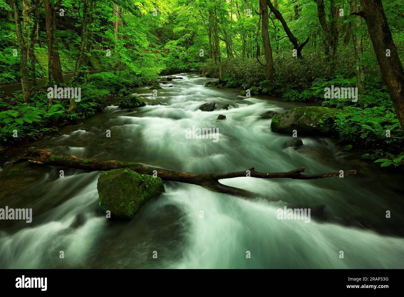 Couleurs vertes d'été de la rivière Oirase, située à Towada, Aomori, Japon Banque D'Images