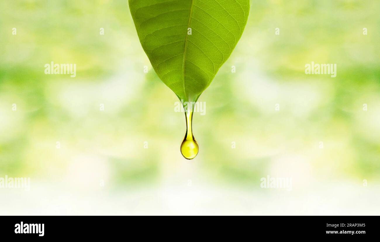 Feuille verte fraîche avec goutte d'huile - huile essentielle tombant de feuille fraîche. #Oil-Drop #Leaf #Essential-Oil Banque D'Images