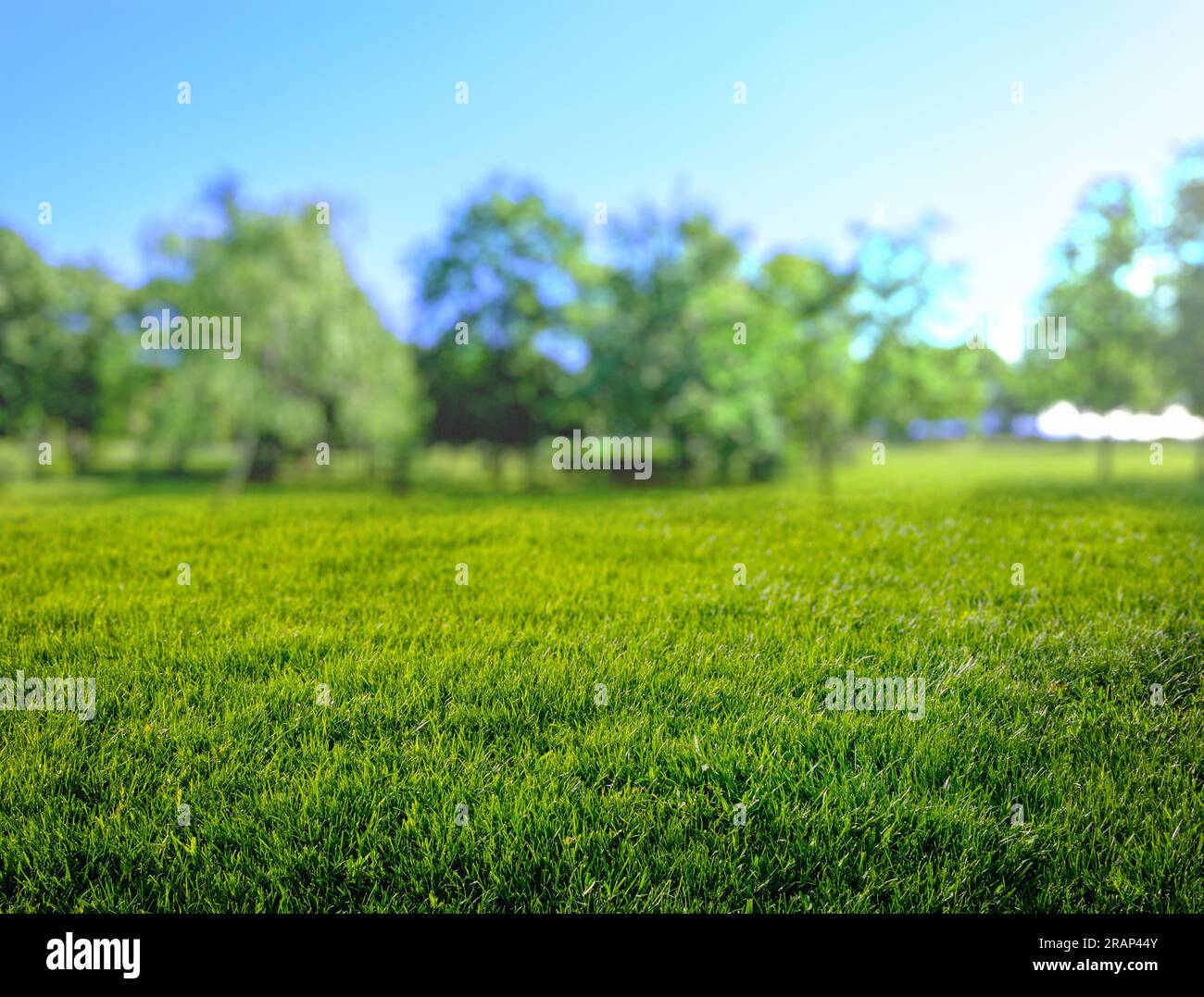 fond de champ d'herbe naturelle avec bokeh flou et soleil Banque D'Images