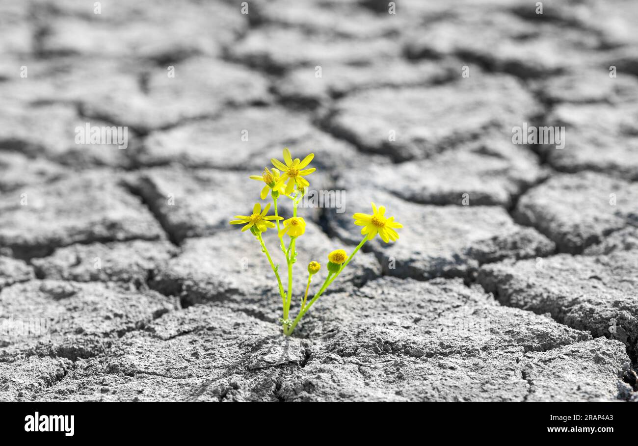 petite fleur verte germe poussant dans le désert, concept de résilience de la vie dans l'environnement désertique rude Banque D'Images