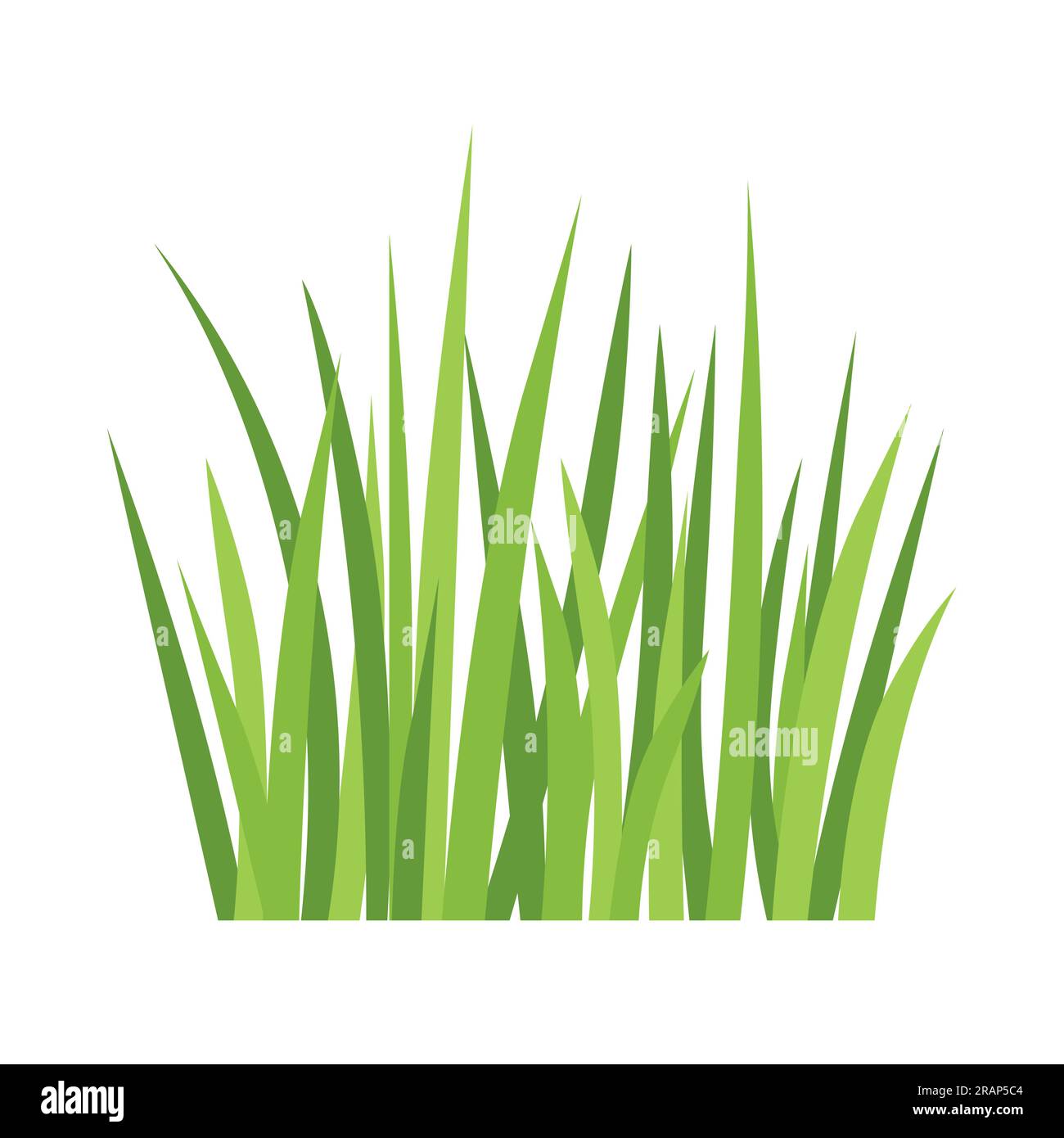 lames d'herbe verte sur fond blanc - illustration vectorielle Illustration de Vecteur