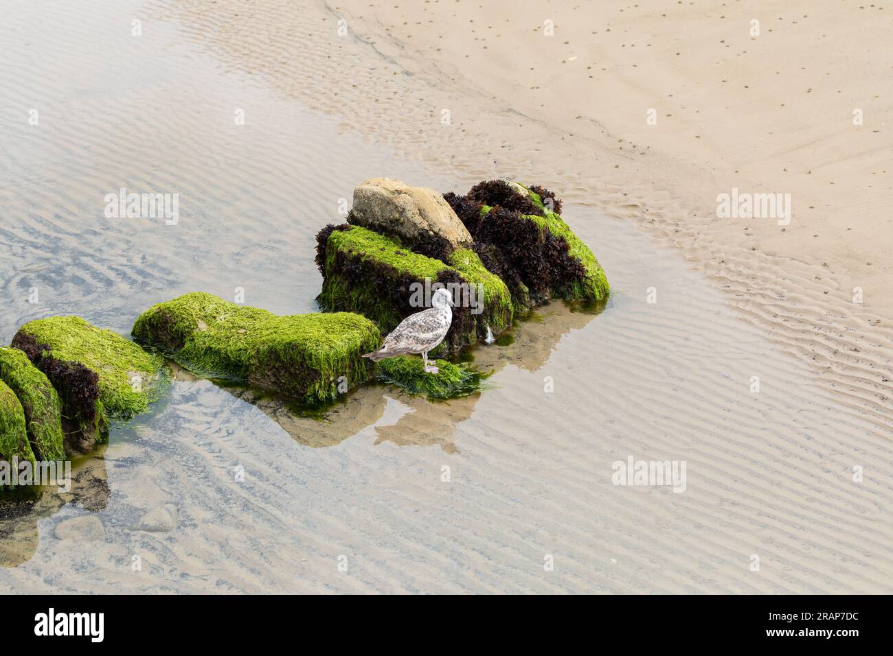 Mouette argentée européenne, Larus argentatus perchée sur des rochers recouverts d'algues sur la plage de Swanage dans le Dorset, Royaume-Uni Banque D'Images