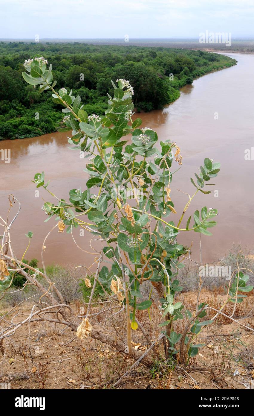 Le pommier de Sodome ou kapok (Calotropis procera) est une plante vivace originaire d'Afrique et d'Asie du Sud-Ouest. Ses fruits contiennent un latex très toxique Banque D'Images