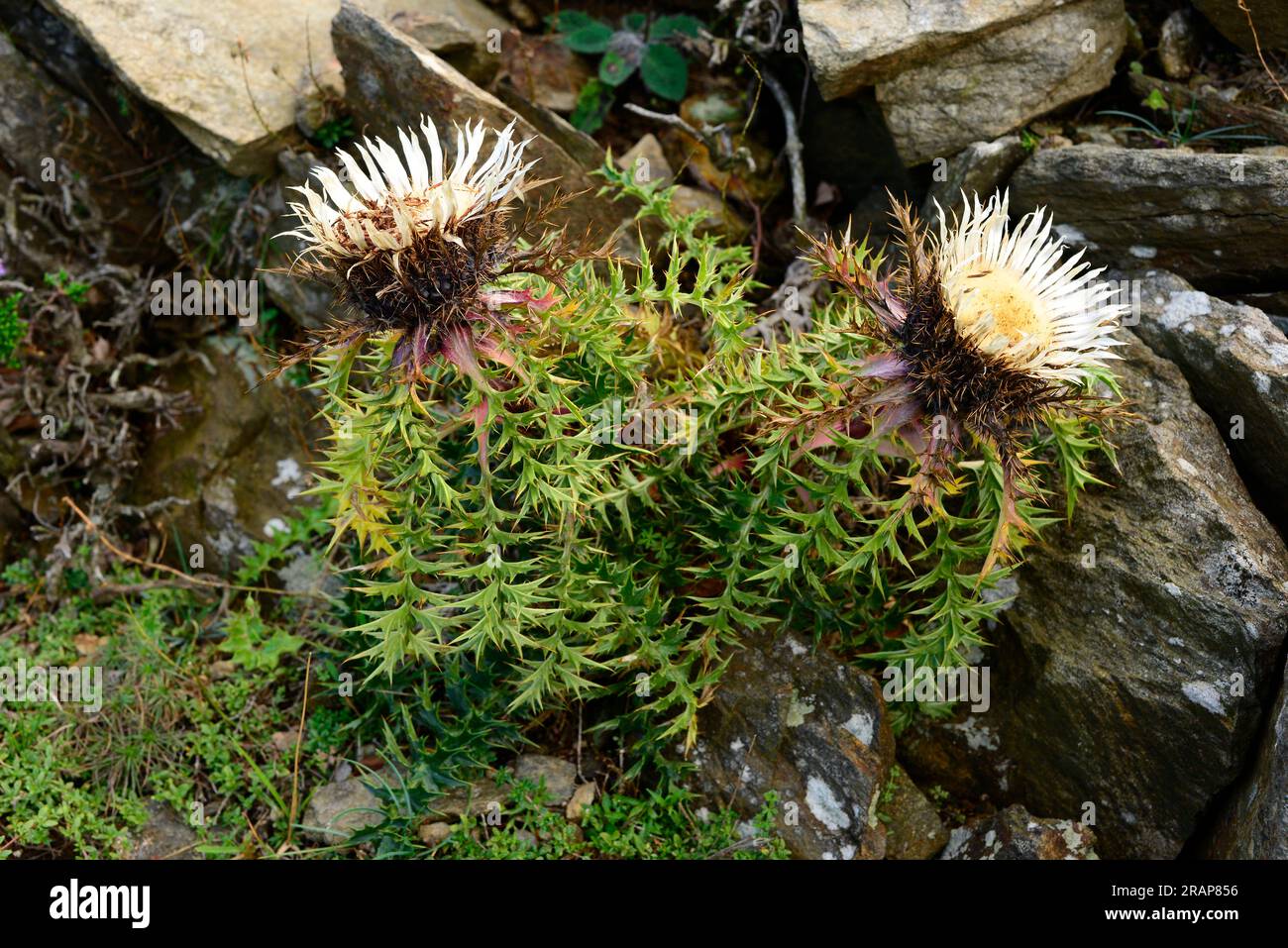 Le chardon sans cardon (Carlina acaulis) est une plante vivace originaire des régions alpines d'Europe centrale et méridionale. Les feuilles épineuses poussent dans un ba Banque D'Images