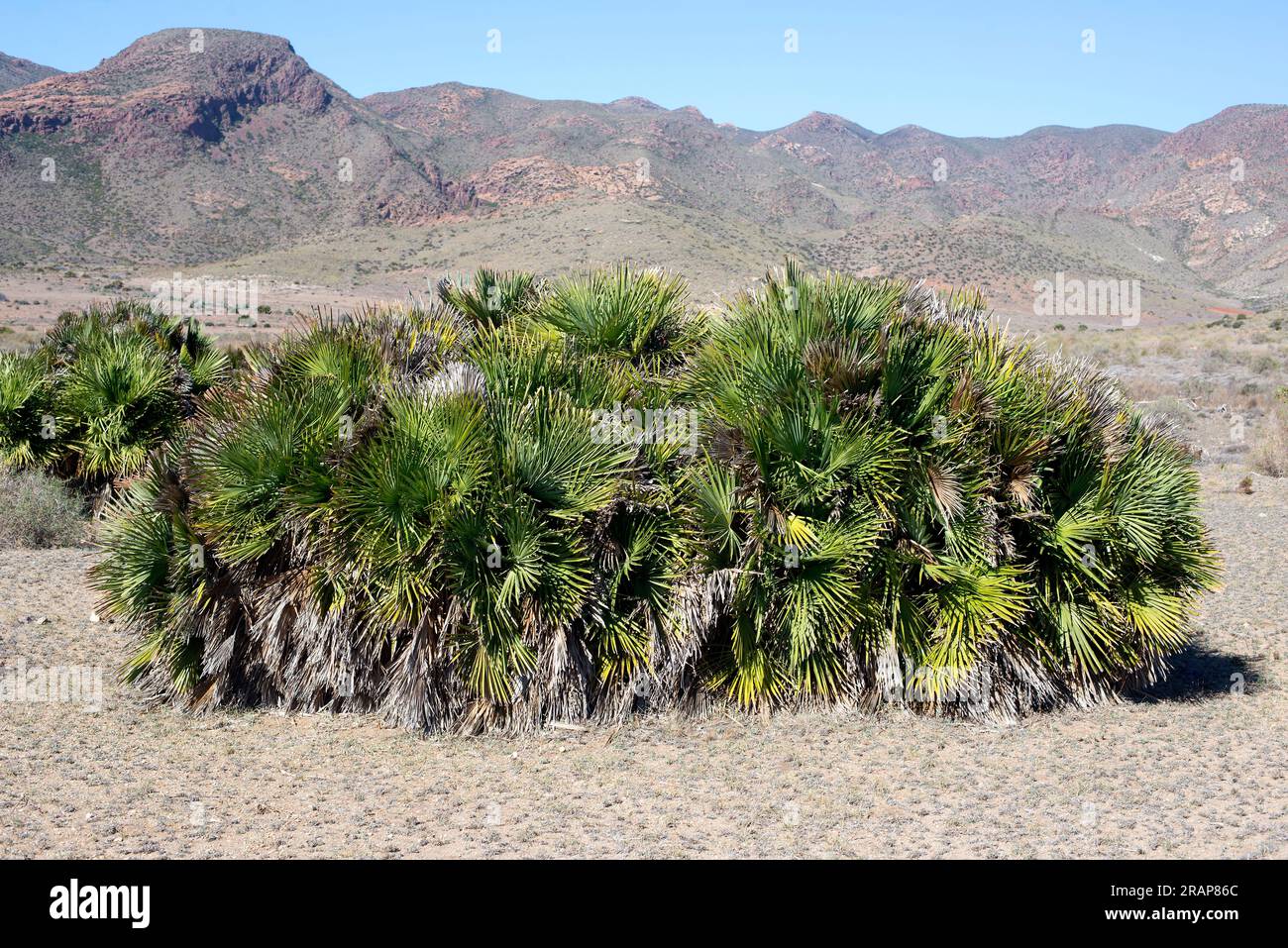 Le palmier éventail européen ou méditerranéen (Chamaerops humilis) est la seule espèce de palmier originaire d'Europe continentale. Cultivez sur la côte méditerranéenne (Sou Banque D'Images