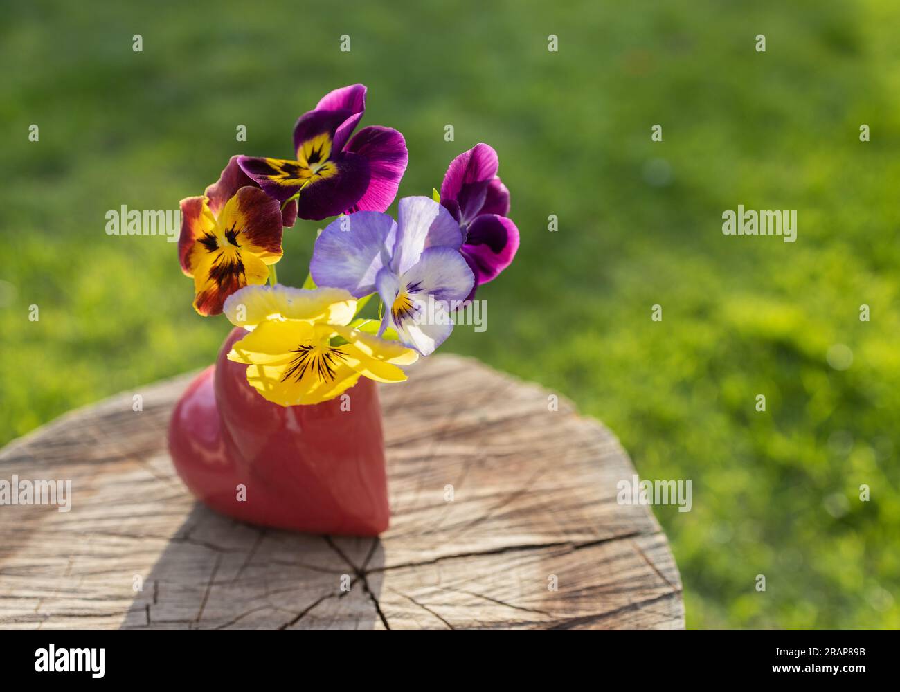 vase en forme de coeur avec des culottes colorées se dresse sur une souche par une journée ensoleillée. cadeau de fleur. le concept de romance, d'amour et de sentiments tendres. mo Banque D'Images