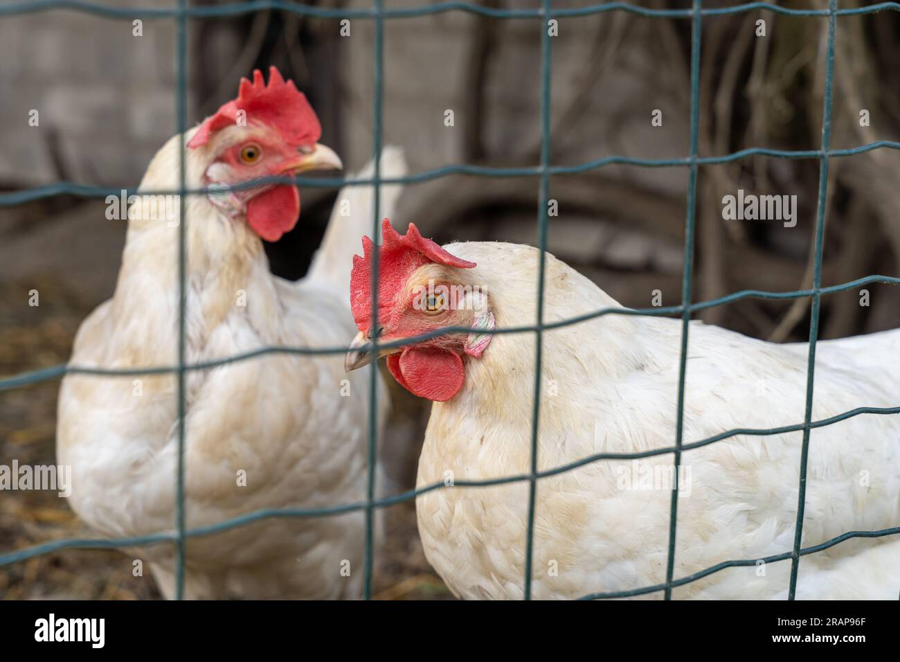 Deux poulets adultes blancs derrière une clôture métallique Banque D'Images