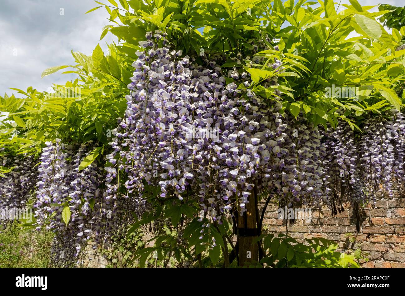 Gros plan de fleurs de Wisteria japonaises violettes et blanches fleurissant au printemps Angleterre Royaume-Uni Royaume-Uni GB Grande-Bretagne Banque D'Images