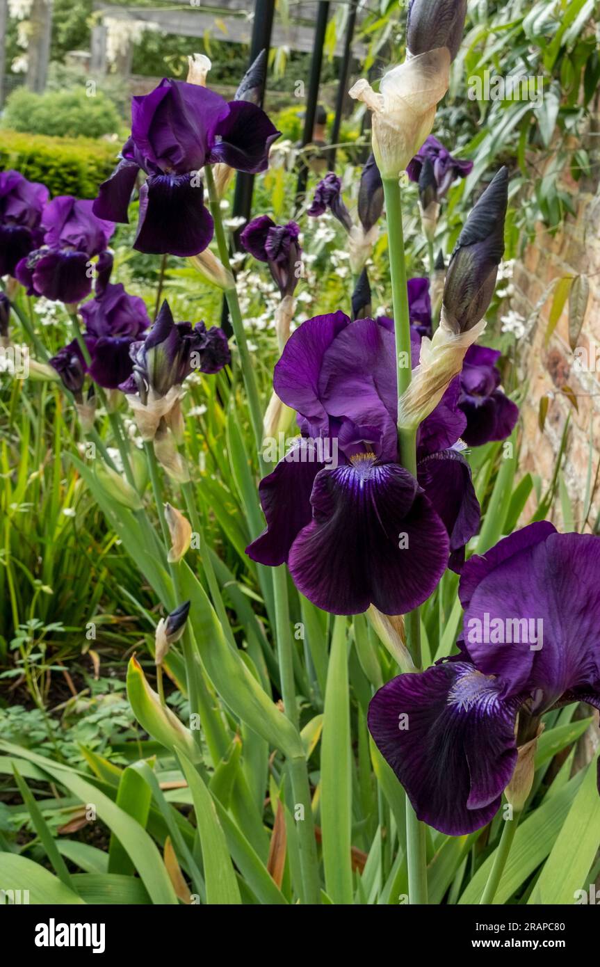 Gros plan de iris barbu violet foncé iris fleurs fleuries fleur dans une bordure de jardin en été Angleterre Royaume-Uni GB Grande-Bretagne Banque D'Images