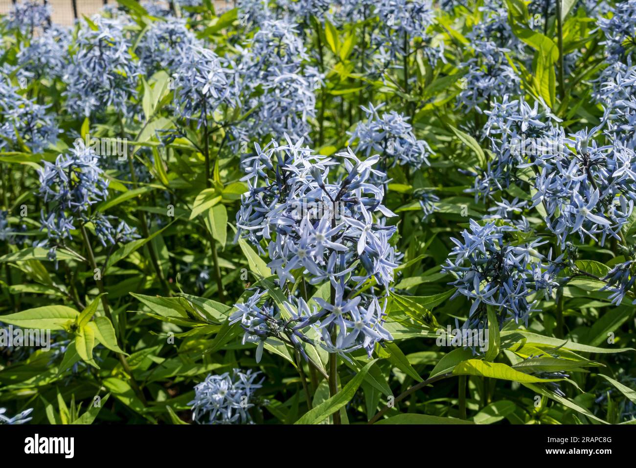 Gros plan des fleurs des plantes bluestar orientales (Amsonia tabernaemontana) fleur bleue floraison dans le jardin en été Angleterre UK GB Grande Bretagne Banque D'Images