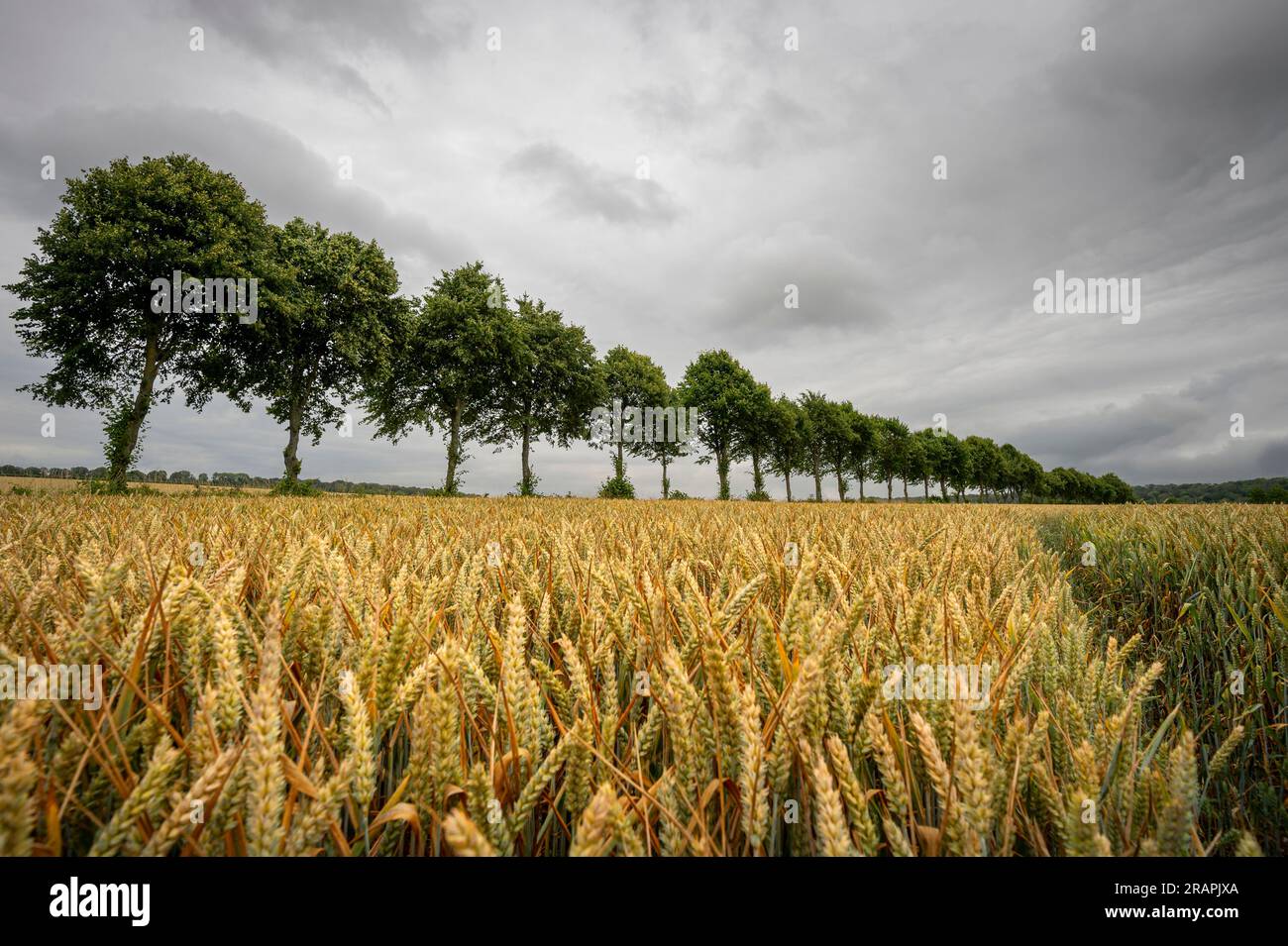 Terres agricoles. Champ de blé sous un ciel de mauvaise humeur Banque D'Images