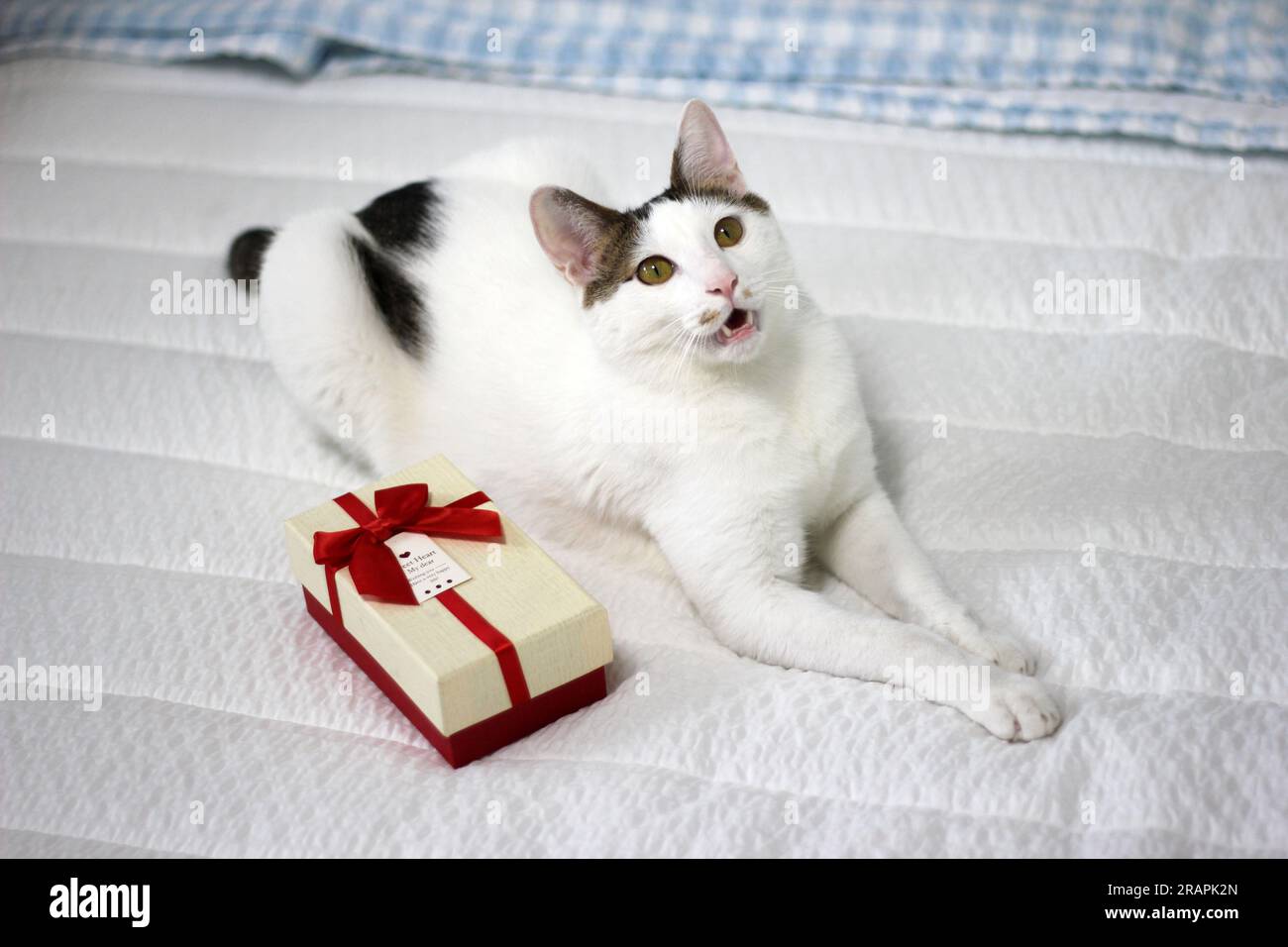 Diverses expressions et poses de chat Bobtail japonais avec une boîte cadeau sur le lit Banque D'Images