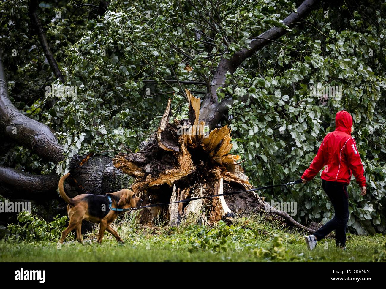 HAARLEM - Un arbre tombé sur le Kleverparkweg à Haarlem. La première tempête estivale de l'année et la première du genre depuis août 2020 a été nommée Poly. La KNMI a émis le code rouge pour une partie du pays. ANP REMKO DE WAAL netherlands Out - belgique Out Banque D'Images