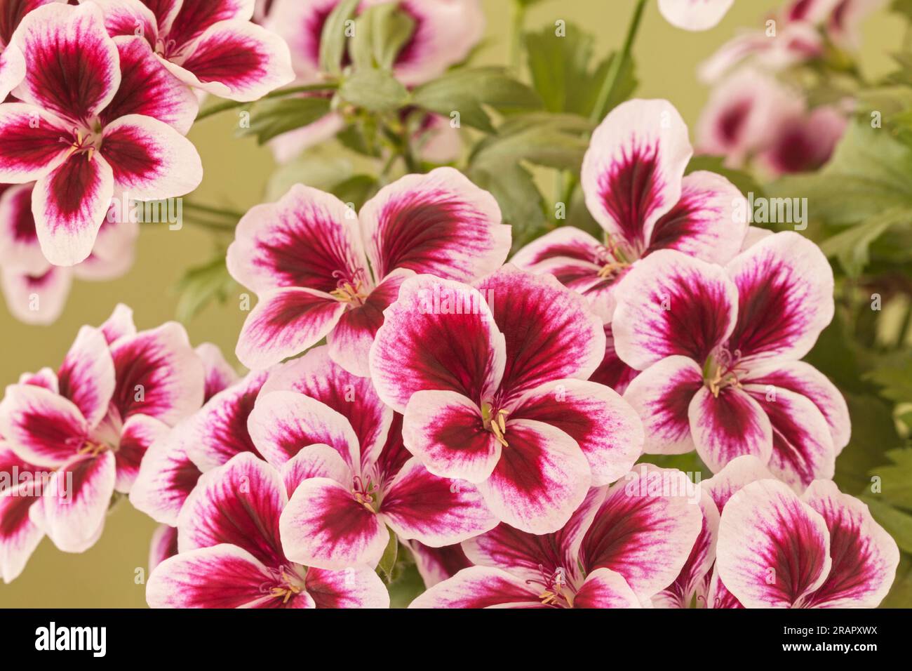Pelargonium grandiflorum, Royal 'Purple Picotee' Banque D'Images