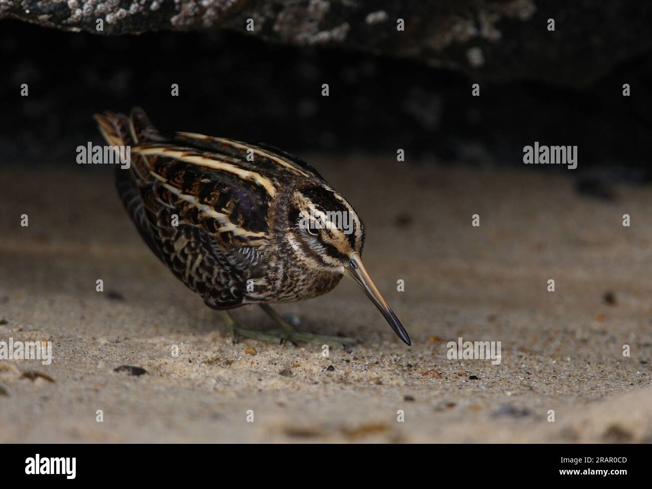 Jack Snipe (Lymnocryptes minimus) migrant adulte fraîchement arrivé à l'abri par la roche sur la plage Eccles-on-Sea, Norfolk, Royaume-Uni. Octobre Banque D'Images