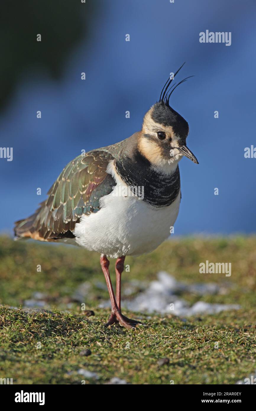 Vanneau du Nord (Vanellus vanellus) premier oiseau d'hiver dans le champ enneigé Eccles-on-Sea, Norfolk, Royaume-Uni. Février Banque D'Images