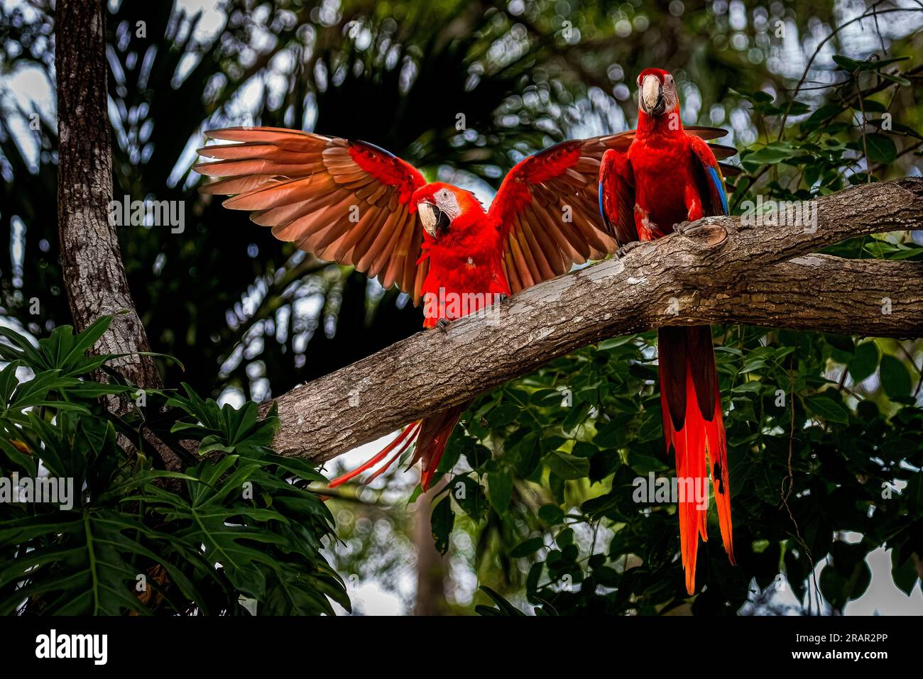 Paire d'aras écarlates perchés avec des ailes ouvertes Banque D'Images