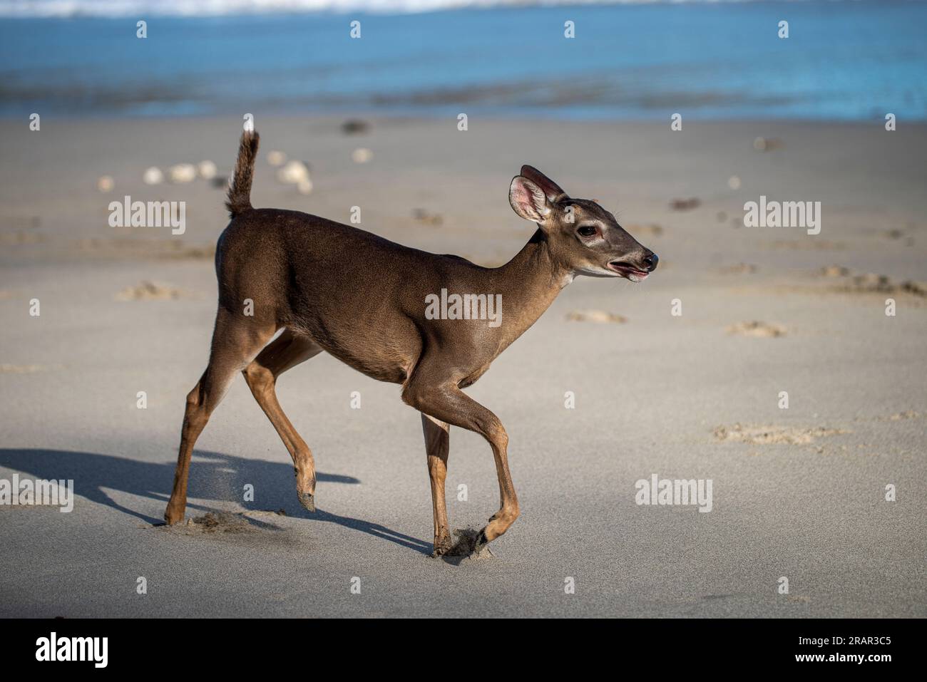 Jeune cerf de Virginie marchant sur une plage Banque D'Images