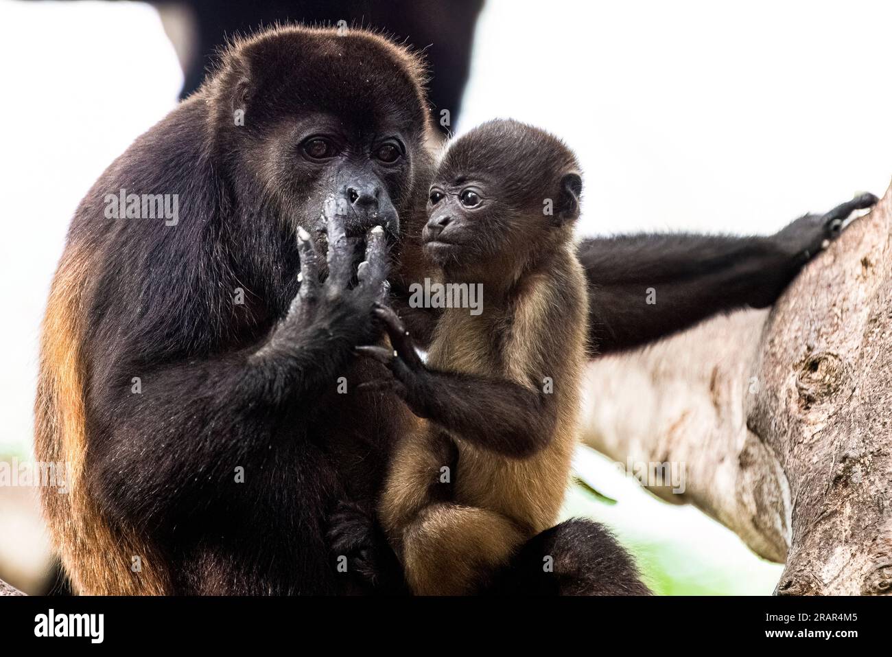 Singe hurleur Azuero avec bébé gros plan Banque D'Images