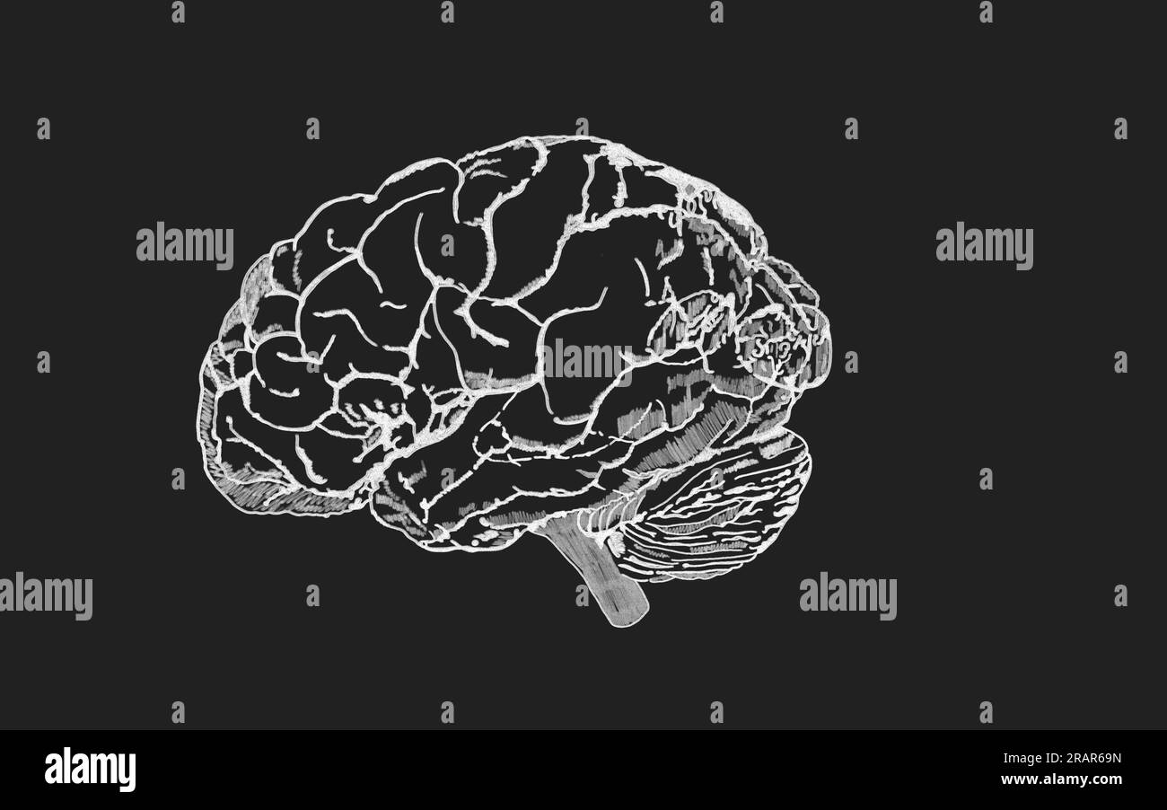 Schéma du cerveau humain vintage pour l'éducation ou la science. Typographie détaillée de la carte heuristique avec le cerveau humain divisé en secteurs physiologiques. Dessin au craie Banque D'Images