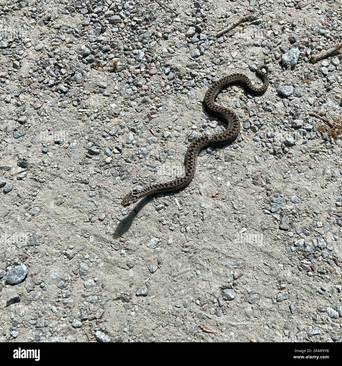 Tige De Remontoir Pour Montre Omega - Référence 1332 / 9100 - Neuve Avec étiquettes D'origine