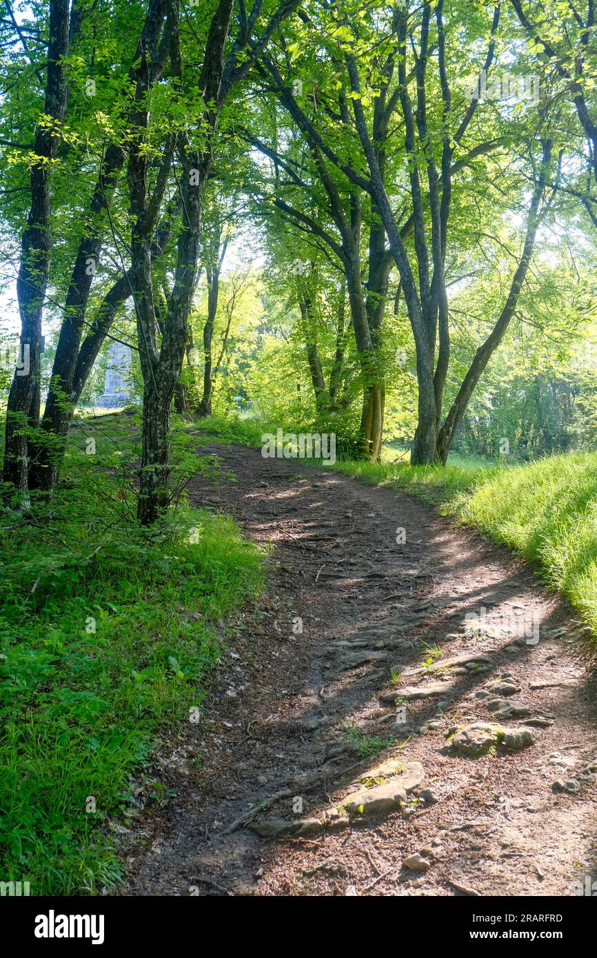 Chemin dans la lumière du soleil et de l'ombre dans la forêt d'été des Apennins nationaux Toscano-Emiliano Parc Monte Fuso Banque D'Images