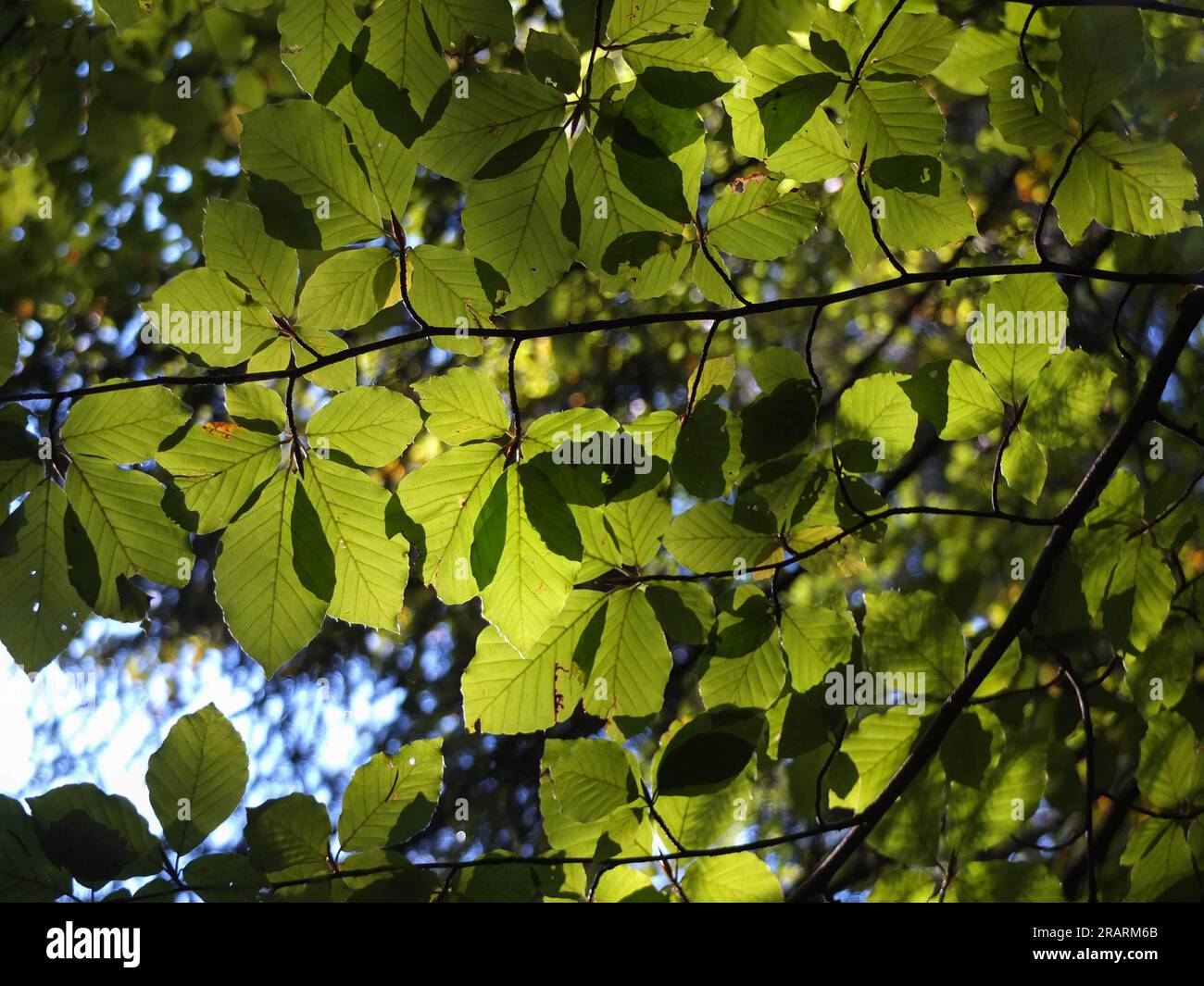 Laisse rétro-éclairé de la lumière du soleil dans la forêt Banque D'Images