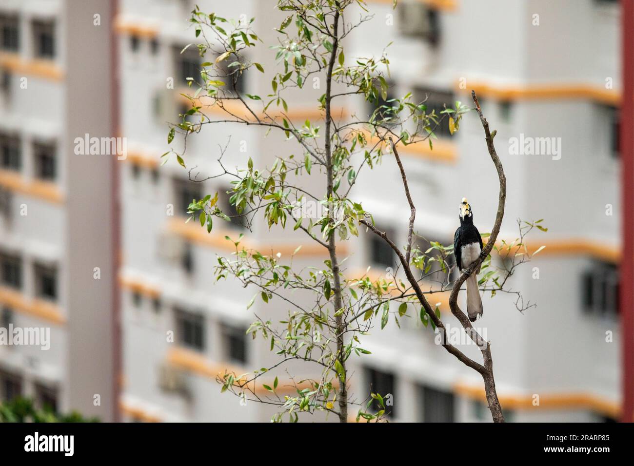 Hornbill de pied oriental adulte appelant du haut d'un arbre dans un domaine de logement public, Singapour Banque D'Images