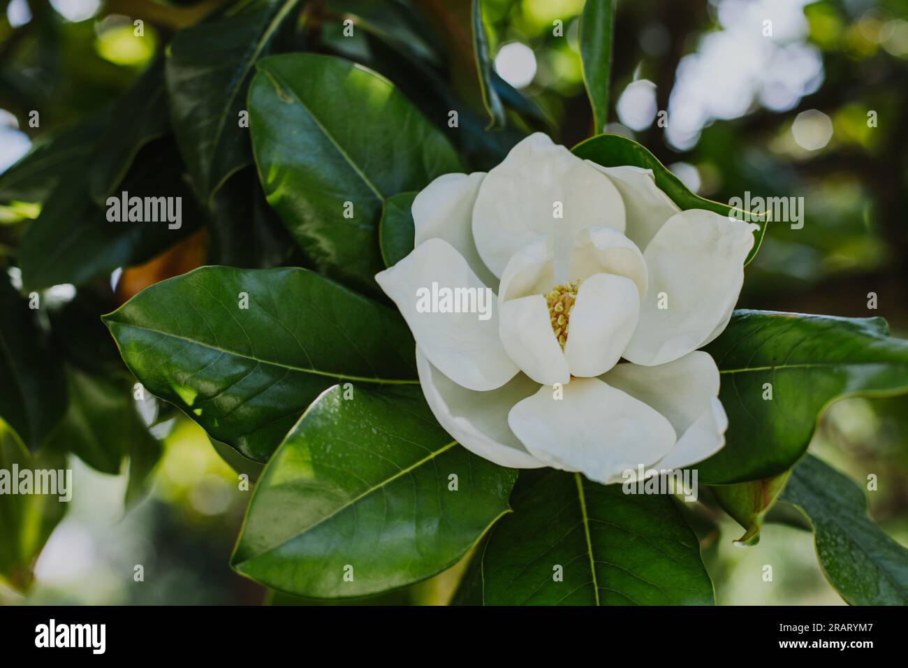 Incroyable fleur de Magnolia dans un jardin. Mise au point sélective. Gros plan. Banque D'Images