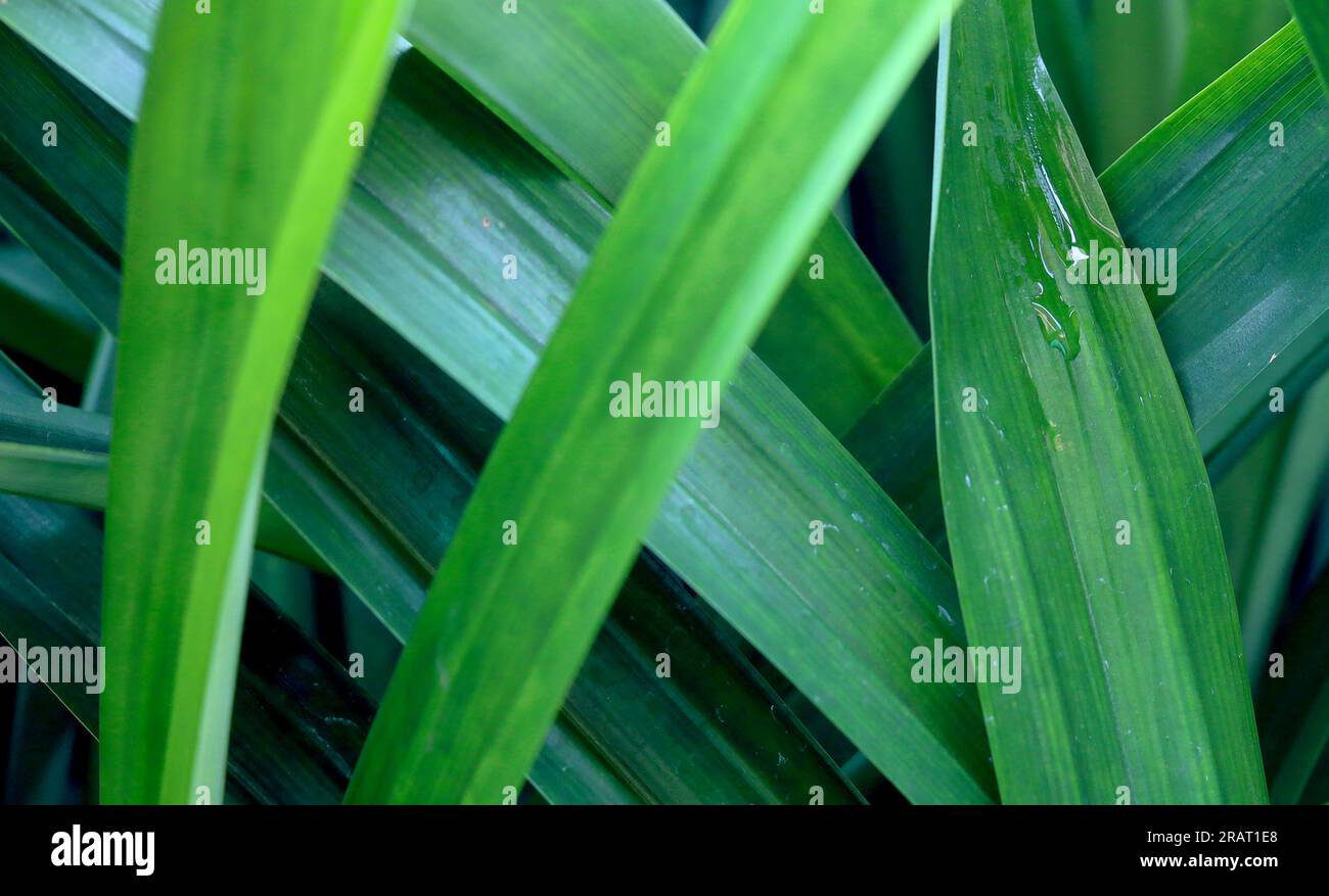 Leaveas de pandan vert avec goutte d'eau dans le jardin ou la jungle Banque D'Images