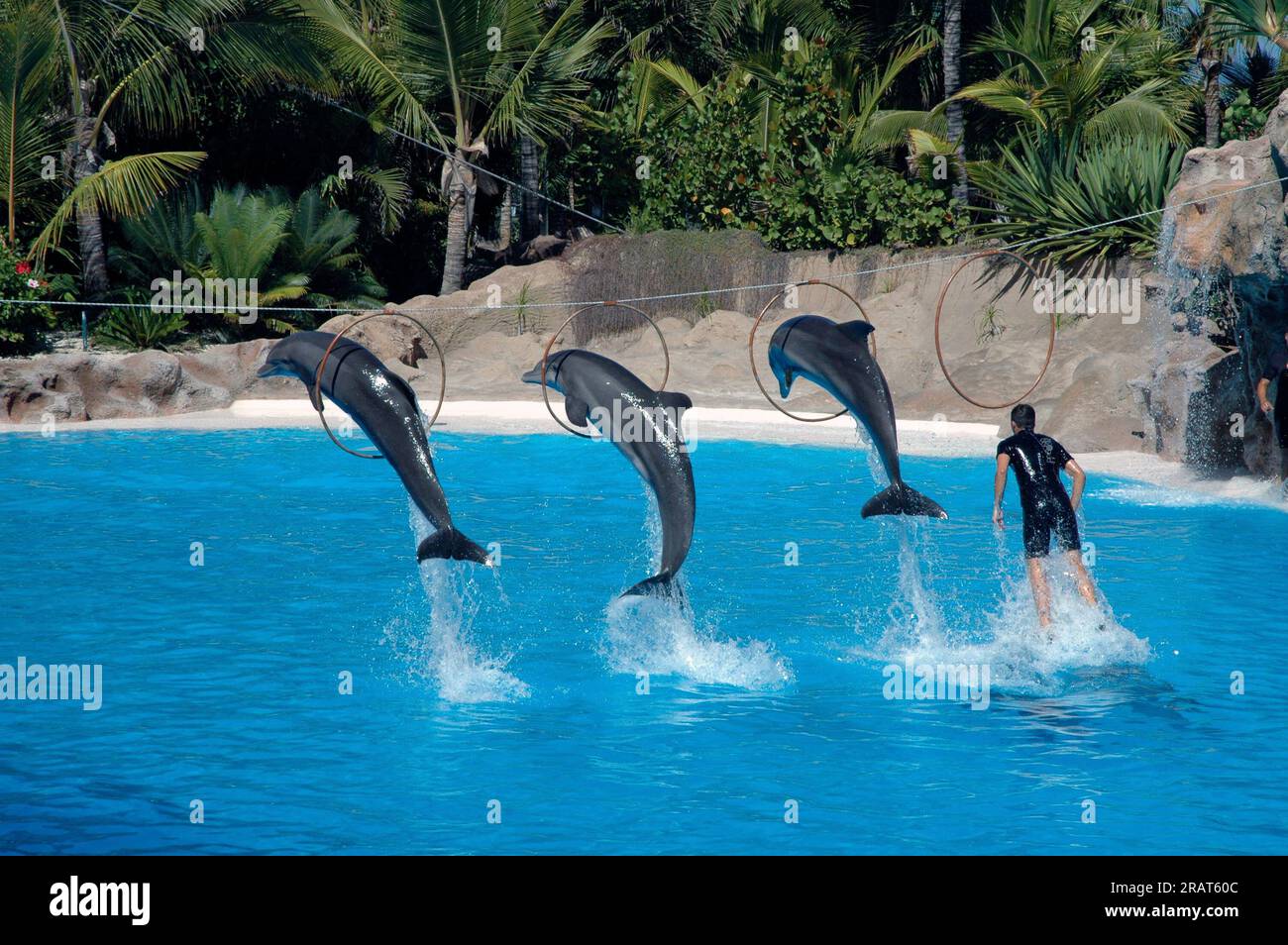 spectacle océanographique où vous pouvez voir trois dauphins sauter à travers les cerceaux et leur entraîneur. Banque D'Images