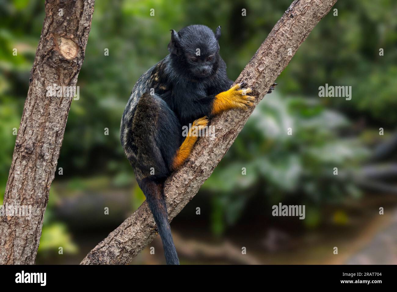 Tamarin aux mains dorées / tamarin aux mains rouges / tamarin Midas (Saguinus midas), singe du Nouveau monde originaire du nord de l'Amazone en Amérique du Sud Banque D'Images