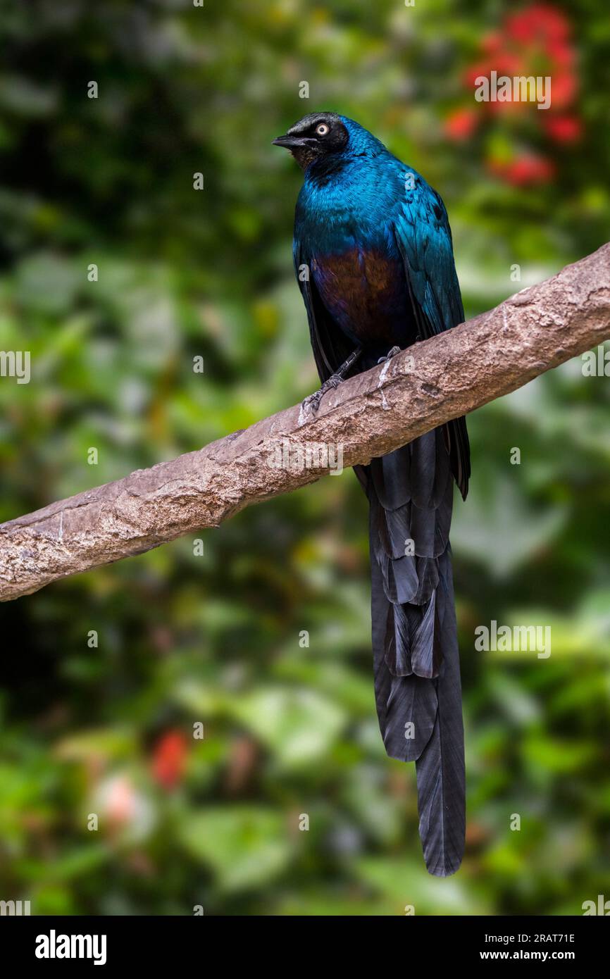 Lamprotornis caudatus perché dans un arbre, originaire de l'Afrique tropicale, du Sénégal à l'est jusqu'au Soudan Banque D'Images