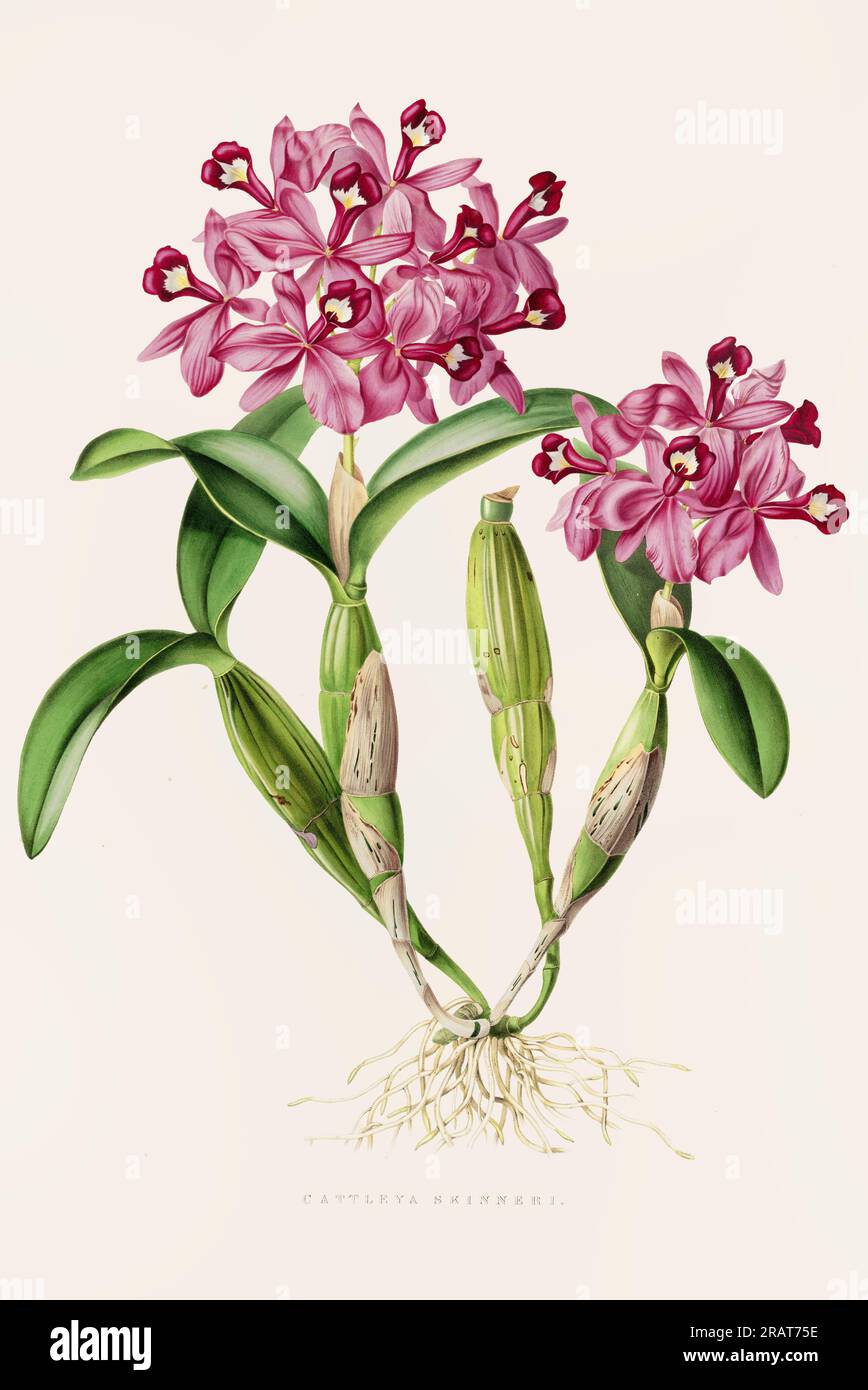 Superbe orchidée et fleurs indigènes au Mexique et au Guatemala, méticuleusement peintes au 19e siècle. Banque D'Images