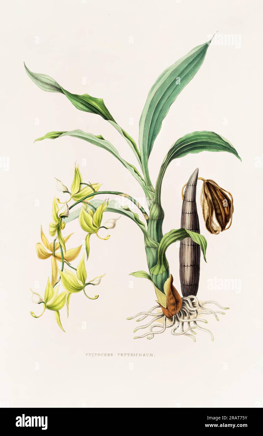 Superbe orchidée et fleurs indigènes au Mexique et au Guatemala, méticuleusement peintes au 19e siècle. Banque D'Images