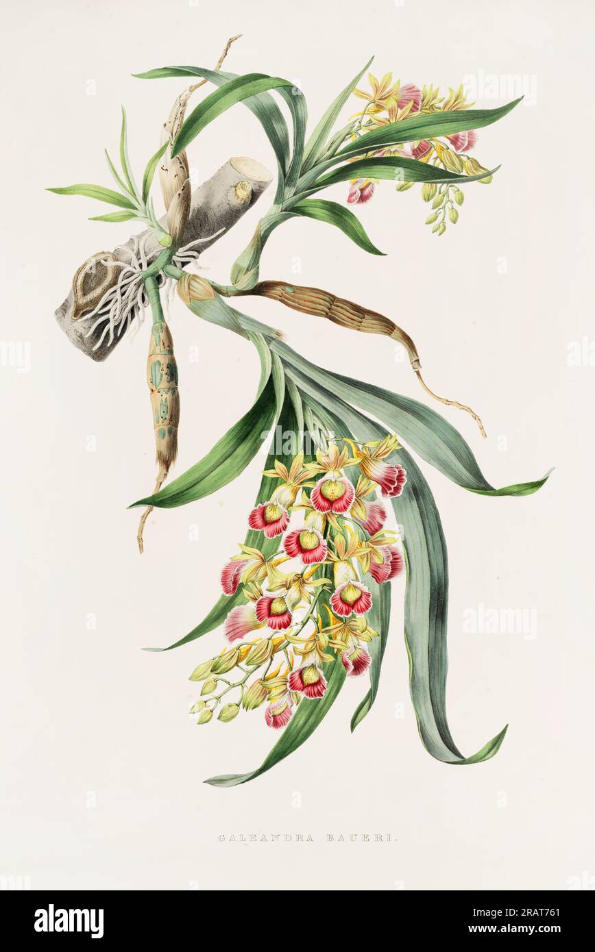 Superbe orchidée et fleurs indigènes au Mexique et au Guatemala, méticuleusement peintes au 19e siècle. Banque D'Images