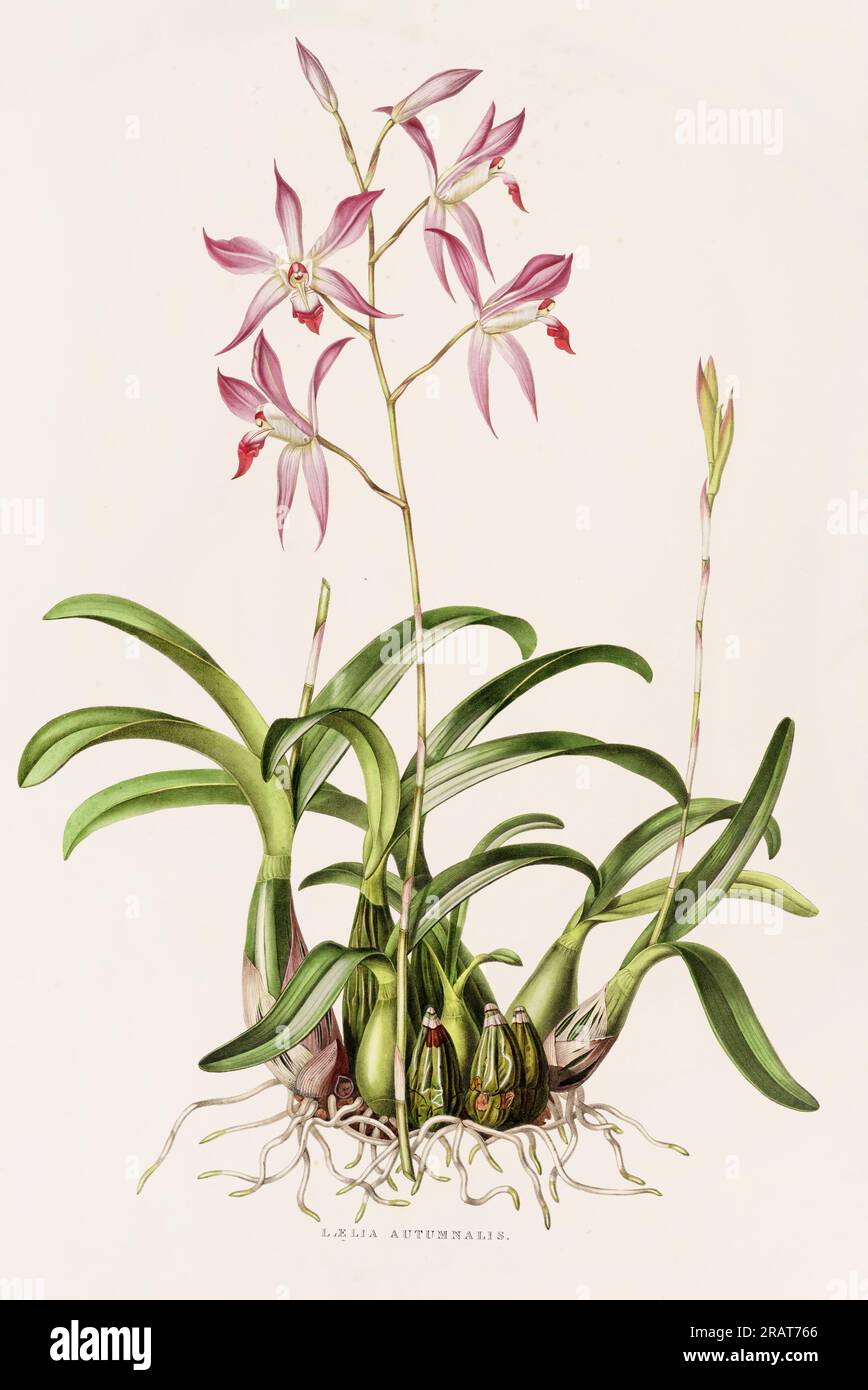 Superbe orchidée et fleurs indigènes au Mexique et au Guatemala, méticuleusement peintes au 19e siècle. Banque D'Images
