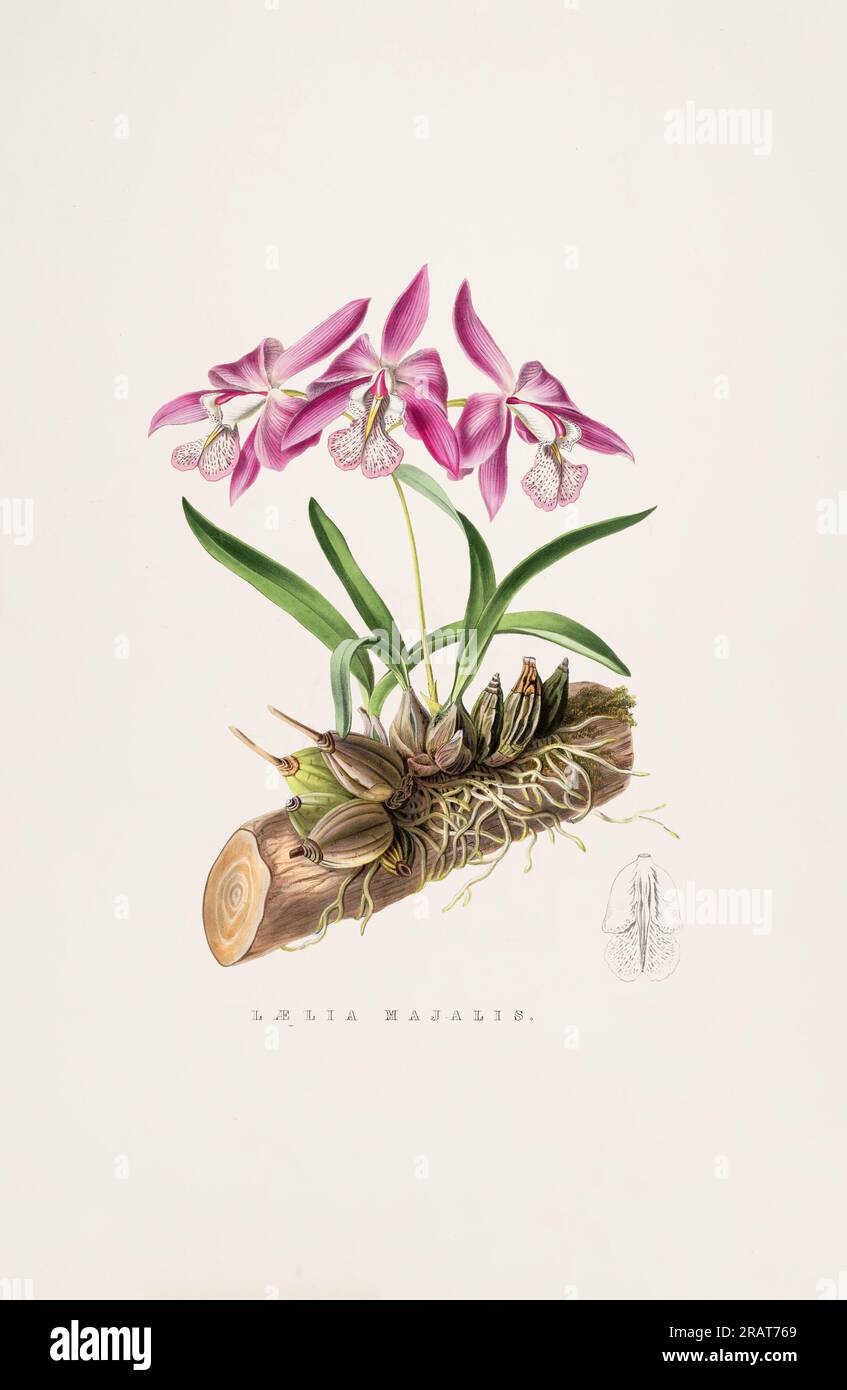 Superbe orchidée et fleurs indigènes au Mexique et au Guatemala, méticuleusement peintes au 19e siècle. Banque D'Images