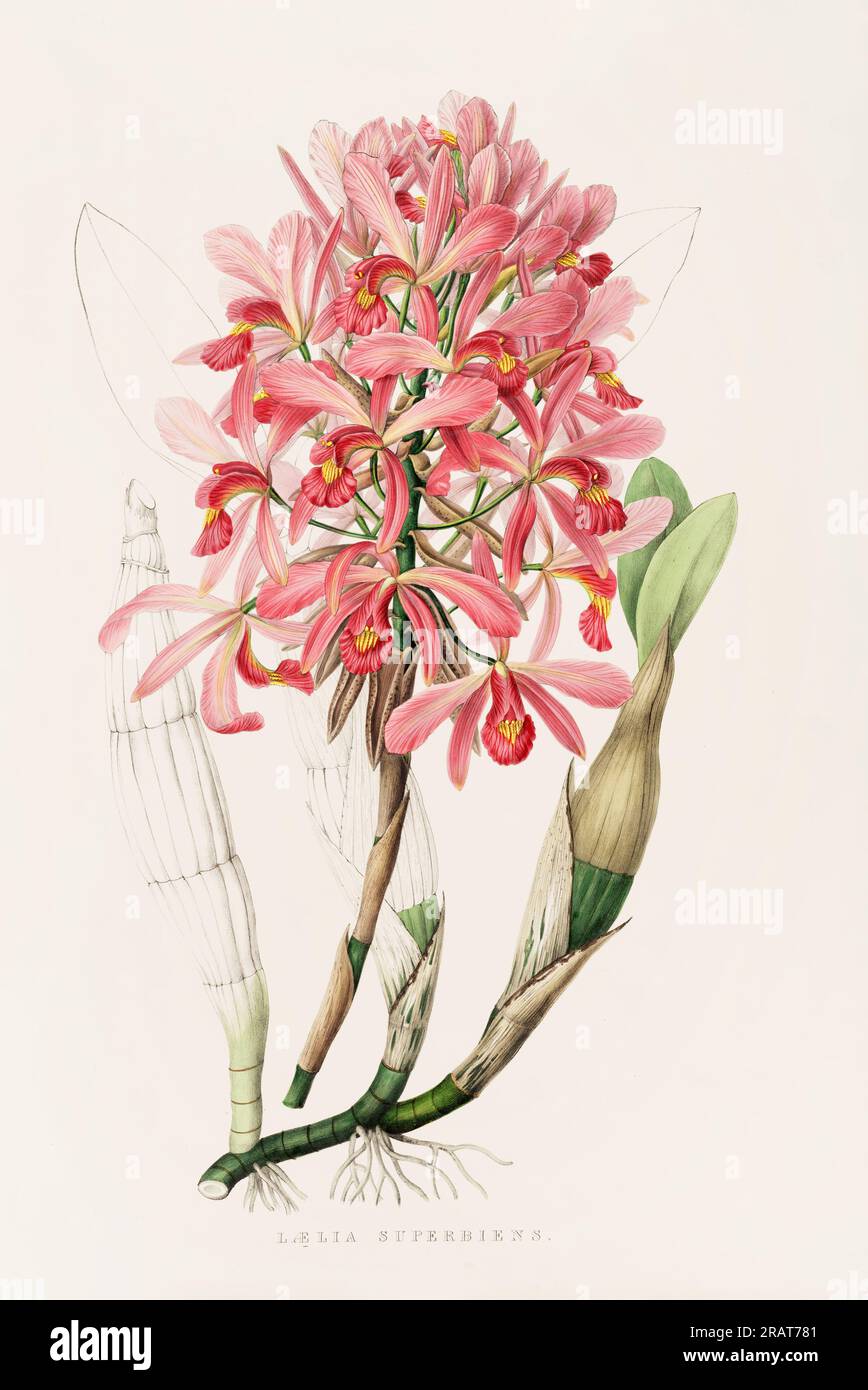 Superbe orchidée et fleurs indigènes au Mexique et au Guatemala, méticuleusement peintes au 19e siècle. Banque D'Images