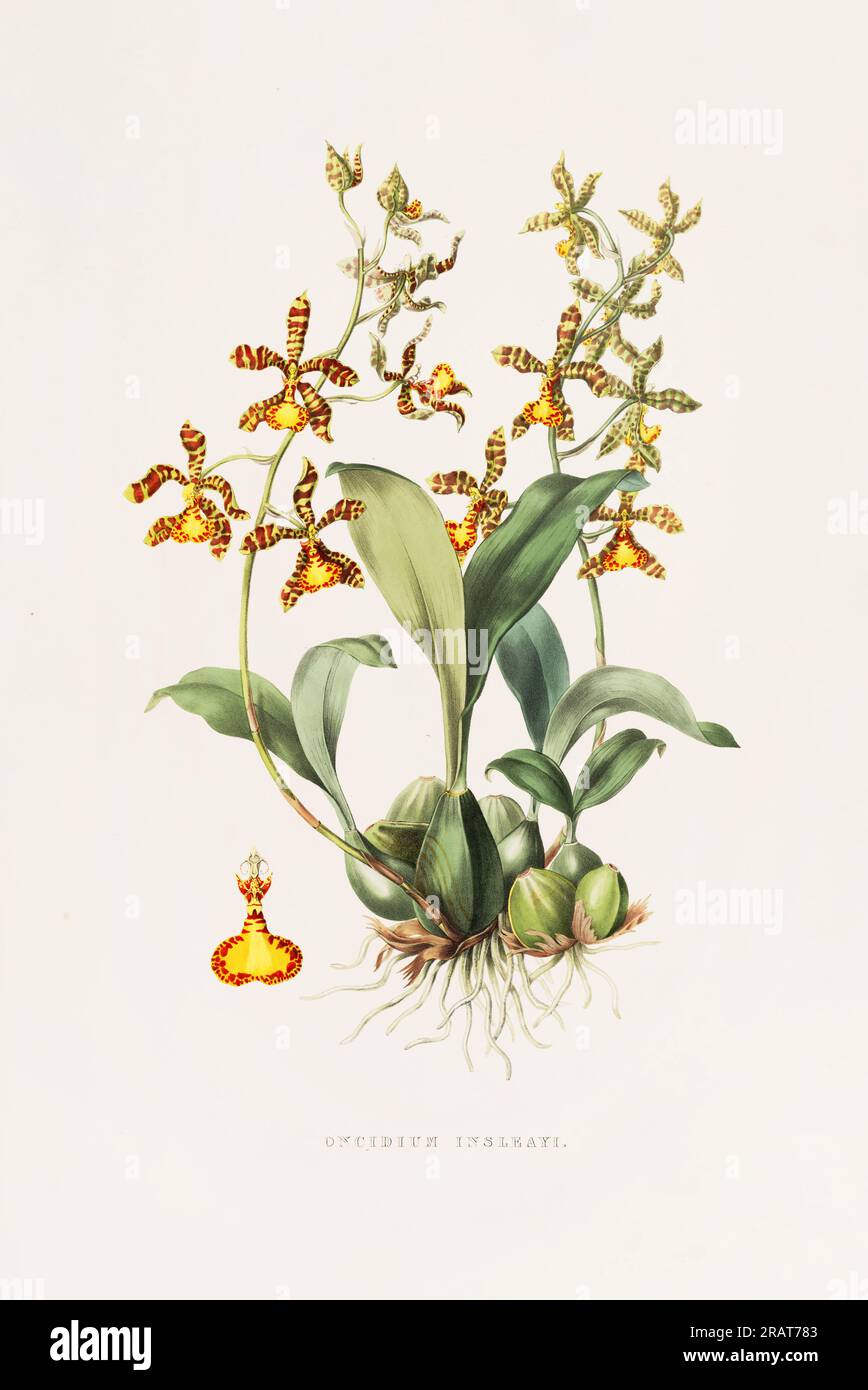 Superbe orchidée et fleurs indigènes au Mexique et au Guatemala, méticuleusement peintes au 19e siècle. Banque D'Images