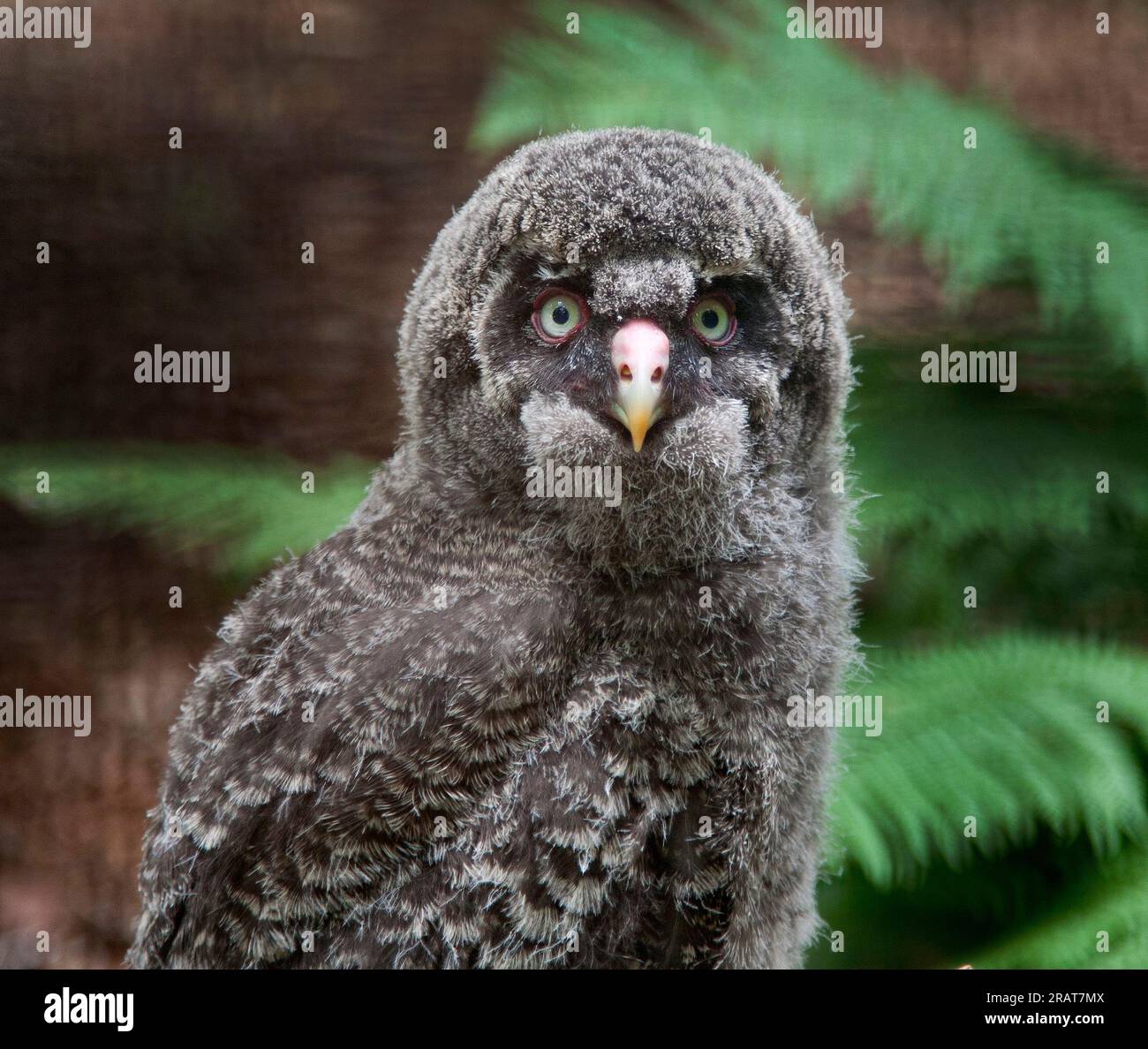 Grand poussin Grey Owl, Strix nebulosa Banque D'Images