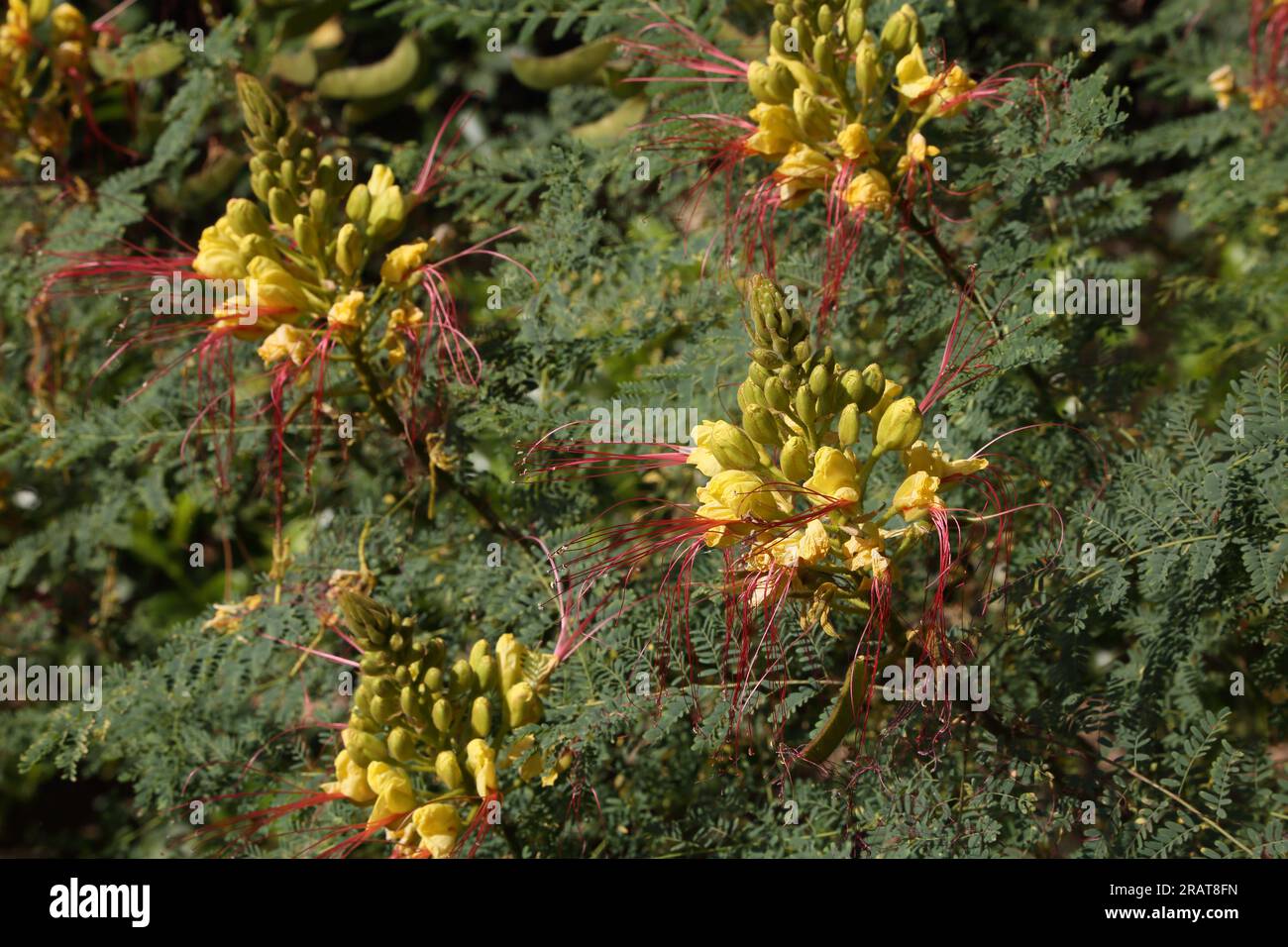 Vouliagmeni Attica Grèce oiseau jaune du Paradis (Caesalpinia Gilliesi) arbuste aux fleurs jaunes et longues étamines rouges Banque D'Images