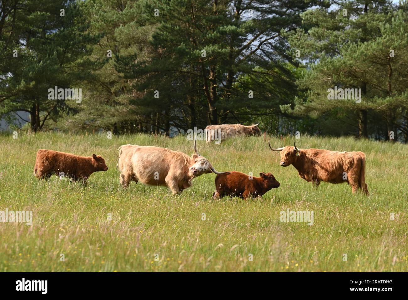 Vache des Highlands attaquant le veau d'une autre vache qui errait trop près - son propre veau marche derrière elle - Écosse, Royaume-Uni Banque D'Images