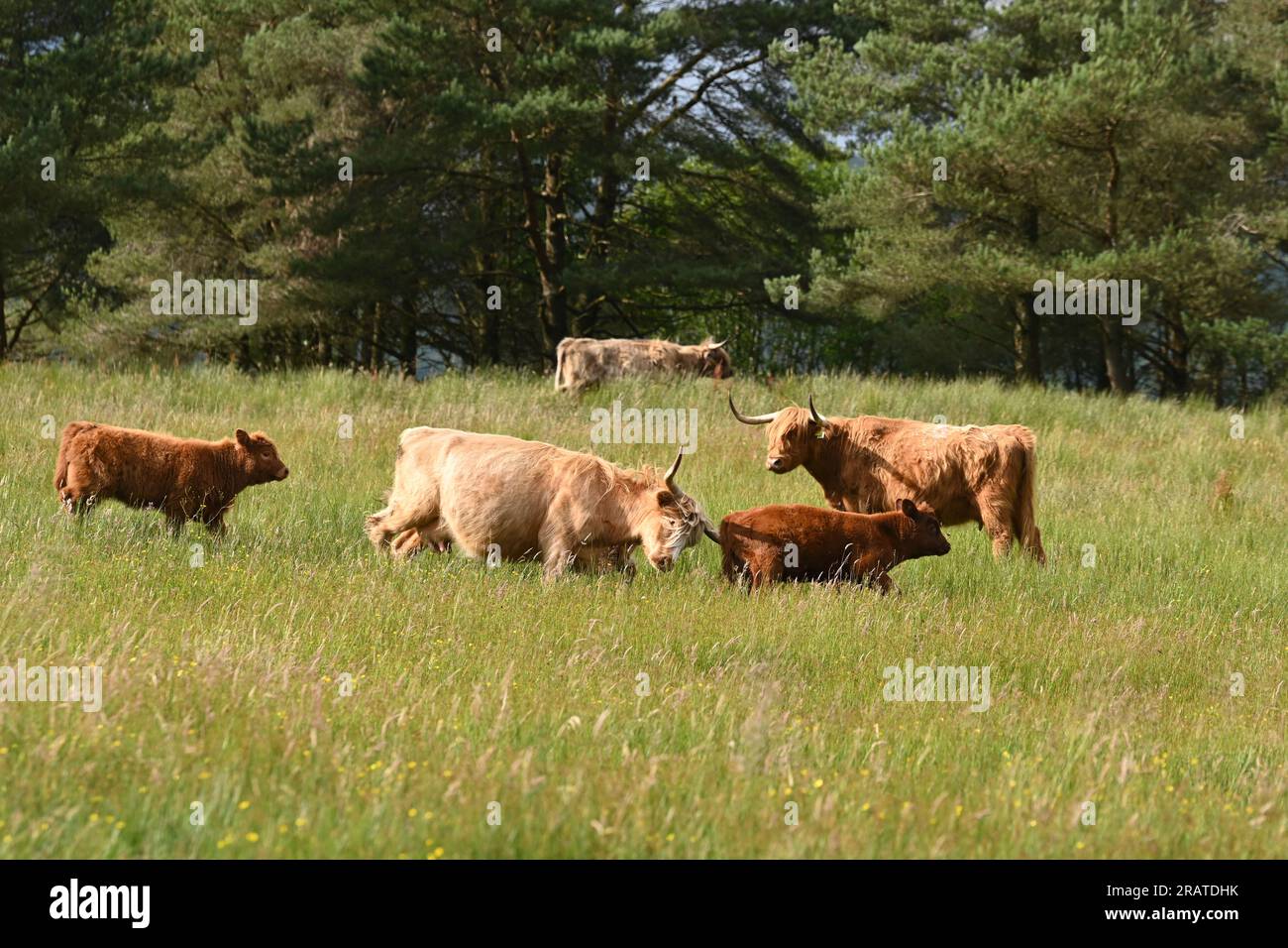 Vache des Highlands attaquant le veau d'une autre vache qui errait trop près - son propre veau marche derrière elle - Écosse, Royaume-Uni Banque D'Images