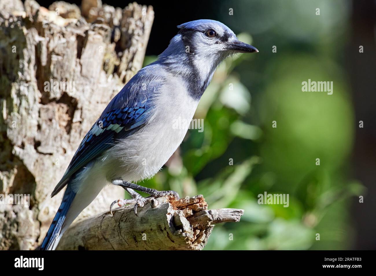 Blue Jay perché sur bois Banque D'Images