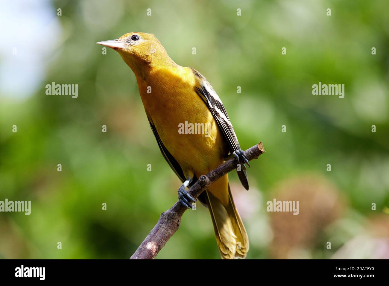 Baltimore Oriole perché sur bois Banque D'Images