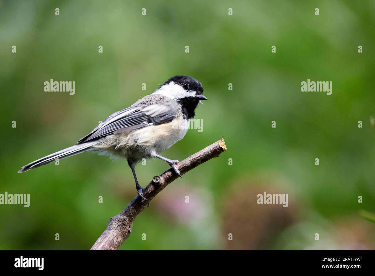Chickadee à capuchon noir perché sur bois Banque D'Images
